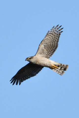 トリミング 2018/12月 SIGMA150-600C+D500 600mm F8 ss1/1600 ISO160 AF-C ダイナミック25点