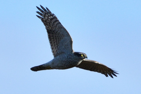 トリミング 2018/12月 SIGMA150-600C+D500 600mm F8 ss1/1600 ISO180 AF-C ダイナミック25点