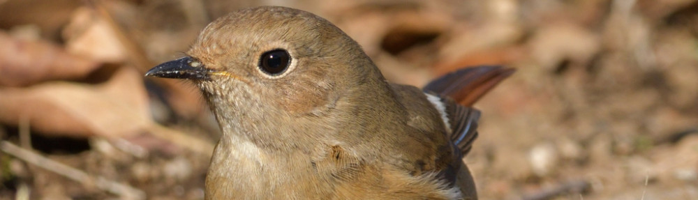 にわかカメラマンの撮ってみた!!（N'sHOME別館）