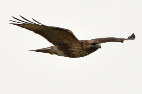 約0.67倍トリミング 2018/12月 SIGMA150-600C+D500 焦点距離600mm F8 ss1/800 ISO140 AF-C シングル