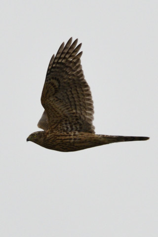 約0.67倍トリミング 2018/12月 SIGMA150-600C+D500 焦点距離600mm F8 ss1/1250 ISO220 AF-C オート