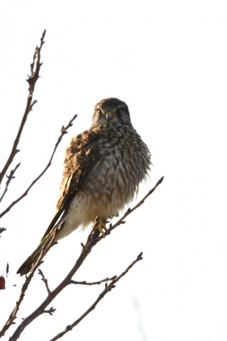 約0.47倍トリミング 2018/12月 SIGMA150-600C+D500 焦点距離600mm F8 ss1/640 ISO100 AF-C シングル