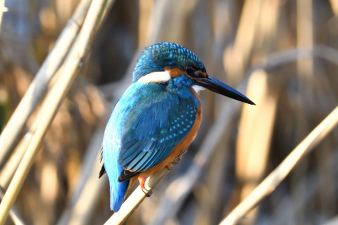 約0.47倍トリミング 2018/12月 SIGMA150-600C+D500 焦点距離600mm F8 ss1/400 ISO1100 AF-C シングル