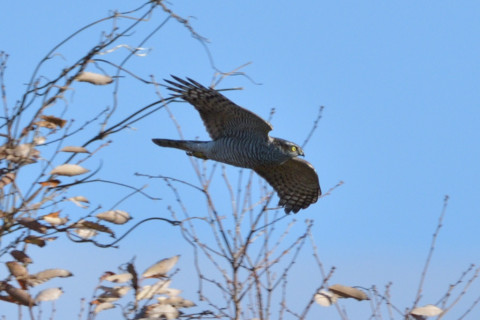約0.67倍トリミング 2018/12月 SIGMA150-600C+D500 600mm F8 ss1/1600 ISO180 AF-C ダイナミック25点