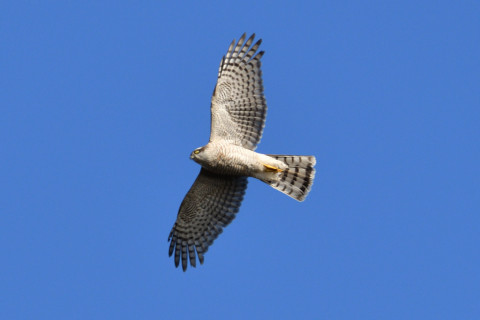 0.5倍トリミング 2018/12月 SIGMA150-600C+D500 600mm F8 ss1/1000 ISO250 AF-C ダイナミック25点