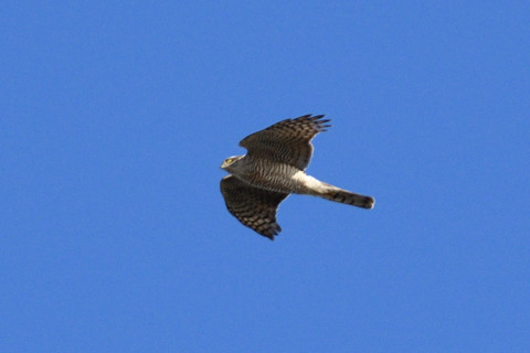 トリミング 2018/12月 SIGMA150-600C+D500 600mm F8 ss1/1000 ISO280 AF-C ダイナミック25点