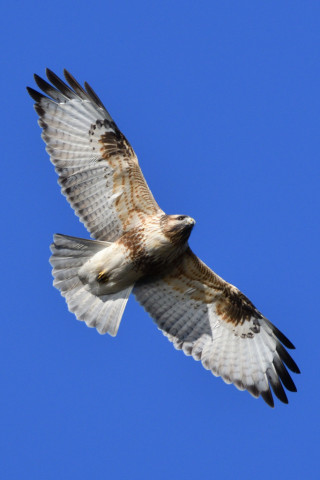 0.4倍トリミング 2018/12月 SIGMA150-600C+D500 600mm F8 ss1/2000 ISO500 AF-C ダイナミック25点
