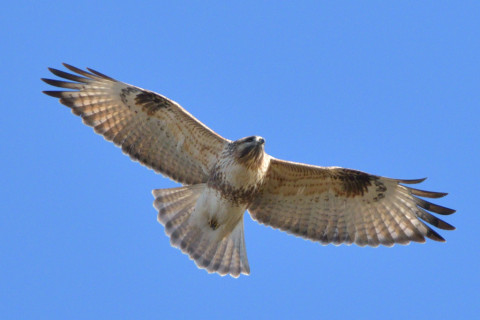 0.5倍トリミング 2018/12月 SIGMA150-600C+D500 600mm F8 ss1/2000 ISO900 AF-C ダイナミック25点