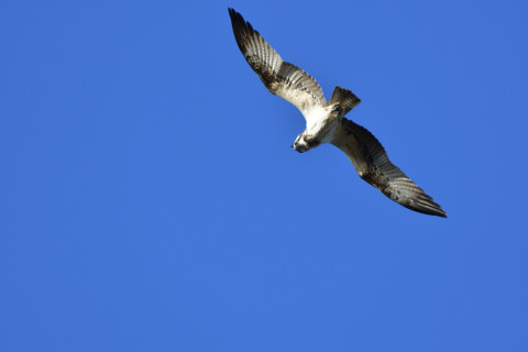 2018/12月 SIGMA150-600C+D500 600mm F8 ss1/1250 ISO500 AF-C シングル