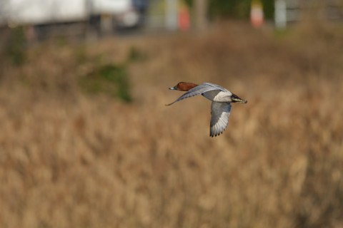2018/12月 SIGMA150-600C+D500 600mm F8 ss1/1600 ISO280 AF-C ダイナミック25点