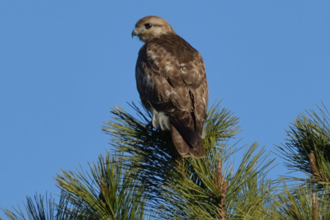 約0.67倍トリミング 2018/12月 SIGMA150-600C+D500 600mm F8 ss1/800 ISO100