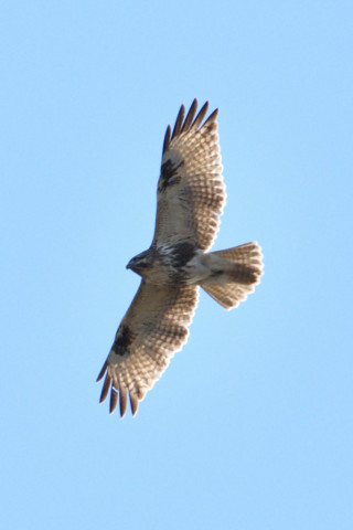 約0.67倍トリミング 2018/12月 SIGMA150-600C+D500 600mm F8 ss1/1600 ISO200 AF-C ダイナミック25点