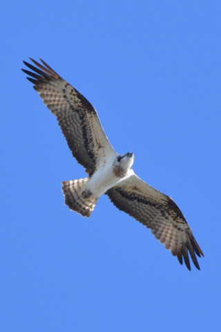 約0.67倍トリミング 2018/12月 SIGMA150-600C+D500 600mm F8 ss1/1600 ISO560 AF-C ダイナミック25点