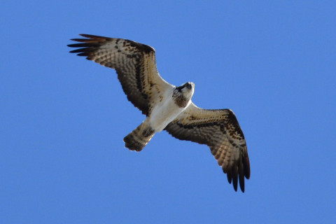 約0.67倍トリミング 2018/12月 SIGMA150-600C+D500 600mm F8 ss1/1600 ISO560 AF-C ダイナミック25点