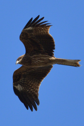 約0.67倍トリミング 2018/12月 SIGMA150-600C+D500 600mm F8 ss1/1600 ISO640 AF-C ダイナミック25点