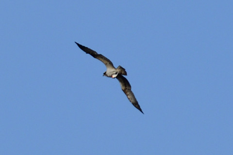 トリミング 2018/12月 SIGMA150-600C+D500 600mm F8 ss1/800 ISO110 AF-C シングル