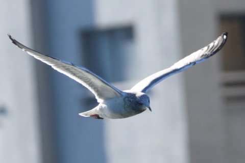 約0.67倍トリミング 2019/1月 SIGMA150-600C+D500 600mm F8 ss1/1250 ISO320 AF-C シングル