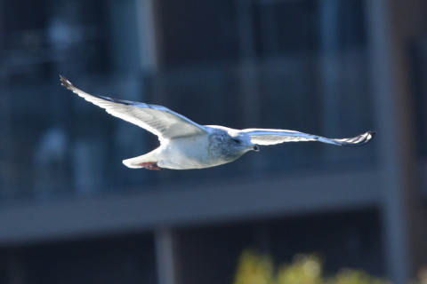 0.5倍トリミング 2019/1月 SIGMA150-600C+D500 600mm F8 ss1/1250 ISO720 AF-C シングル