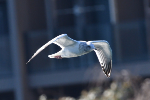 0.5倍トリミング 2019/1月 SIGMA150-600C+D500 600mm F8 ss1/1250 ISO720 AF-C シングル
