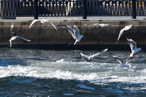 0.4倍トリミング 2019/1月 SIGMA150-600C+D500 440mm F8 ss1/1250 ISO400 AF-C シングル