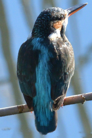 トリミング 2019/1月 SIGMA150-600C+D500 600mm F8 ss1/1250 ISO800