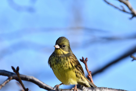 2019/1月 SIGMA150-600C+D500 600mm F8 ss1/1250 ISO560