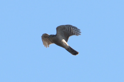 トリミング 2019/1月 SIGMA150-600C+D500 600mm F8 ss1/1000 ISO110 AF-C シングル