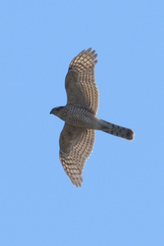 トリミング 2019/1月 SIGMA150-600C+D500 600mm F8 ss1/1000 ISO125 AF-C シングル