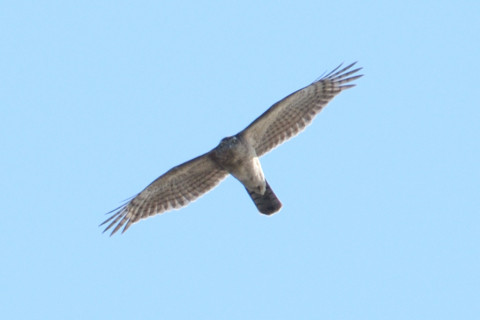 トリミング 2019/1月 SIGMA150-600C+D500 600mm F8 ss1/1000 ISO100 AF-C シングル