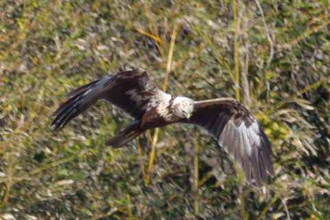 トリミング 2019/1月 SIGMA150-600C+D500 600mm F8 ss1/1000 ISO400 AF-C シングル