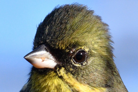 トリミング 2019/1月 SIGMA150-600C+D500 600mm F8 ss1/1250 ISO560