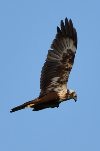 トリミング 2019/1月 SIGMA150-600C+D500 600mm F8 ss1/1000 ISO100 AF-C シングル