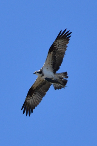 トリミング 2019/1月 SIGMA150-600C+D500 600mm F8 ss1/1250 ISO280 AF-C シングル