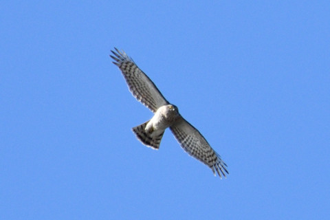 トリミング 2019/1月 SIGMA150-600C+D500 600mm F8 ss1/1250 ISO220 AF-C シングル