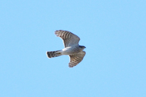 トリミング 2019/1月 SIGMA150-600C+D500 600mm F8 ss1/1250 ISO250 AF-C シングル