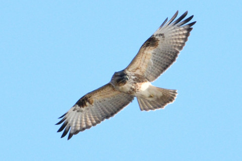 トリミング 2019/1月 SIGMA150-600C+D500 600mm F8 ss1/1250 ISO250 AF-C シングル