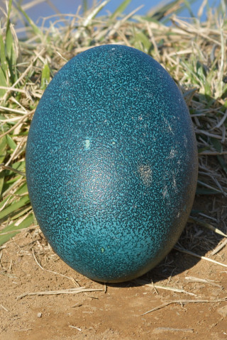 0.5倍トリミング 2019/1月 SIGMA150-600C+D500 150mm F8 ss1/250 ISO100