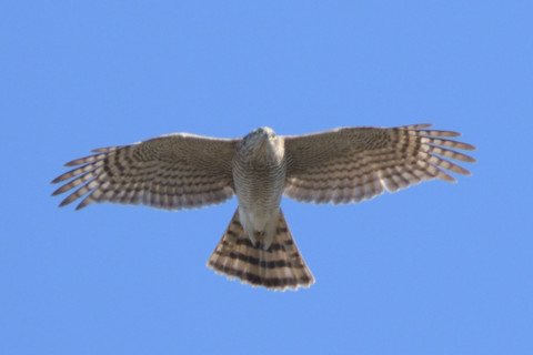 約0.67倍トリミング 2019/1月 SIGMA150-600C+D500 600mm F8 ss1/640 ISO180 AF-C シングル