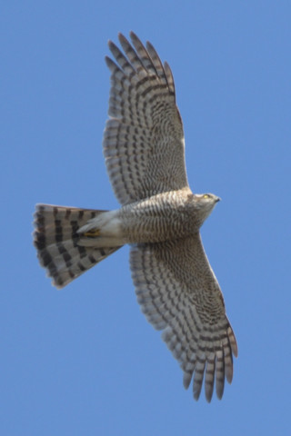 約0.67倍トリミング 2019/1月 SIGMA150-600C+D500 600mm F8 ss1/640 ISO220 AF-C シングル