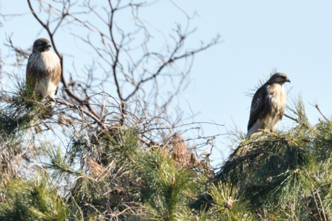 0.5倍トリミング 2019/1月 SIGMA150-600C+D500 600mm F8 ss1/800 ISO100