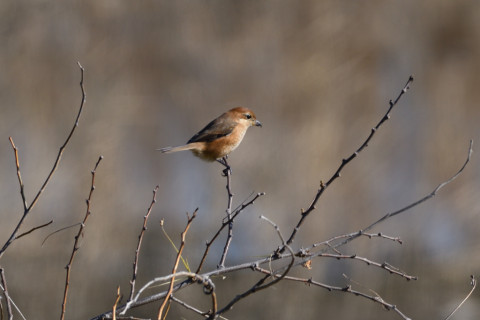 0.4倍トリミング 2019/1月 SIGMA150-600C+D500 600mm F8 ss1/500 ISO140