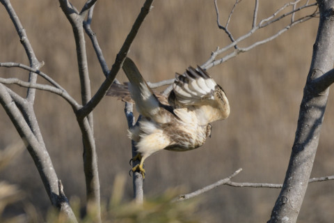 約0.33倍トリミング 2019/1月 SIGMA150-600C+D500 600mm F8 ss1/1250 ISO360 AF-C シングル