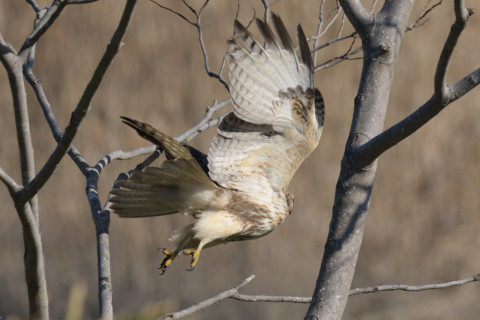 約0.33倍トリミング 2019/1月 SIGMA150-600C+D500 600mm F8 ss1/1250 ISO360 AF-C シングル