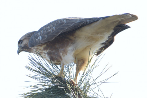 約0.33倍トリミング 2019/1月 SIGMA150-600C+D500 600mm F8 ss1/800 ISO280
