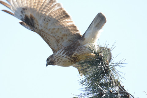 2019/1月 SIGMA150-600C+D500 600mm F8 ss1/800 ISO720 AF-C シングル