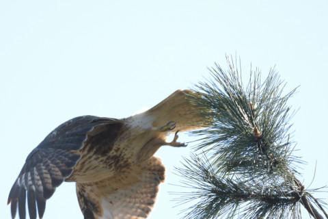 2019/1月 SIGMA150-600C+D500 600mm F8 ss1/800 ISO720 AF-C シングル