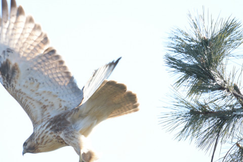 2019/1月 SIGMA150-600C+D500 600mm F8 ss1/800 ISO1000 AF-C シングル
