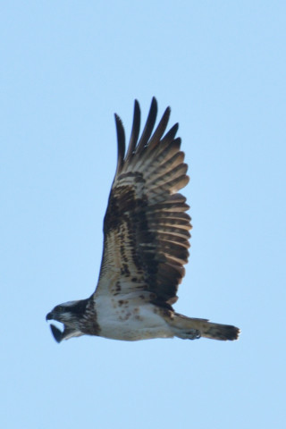 約0.67倍トリミング 2019/1月 SIGMA150-600C+D500 600mm F8 ss1/1600 ISO160 AF-C シングル