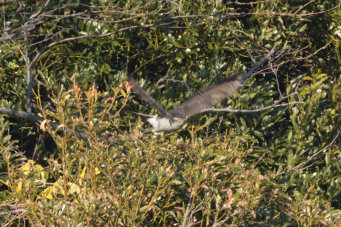 約0.67倍トリミング 2019/1月 SIGMA150-600C+D500 600mm F8 ss1/500 ISO280 AF-C シングル