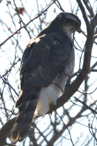 トリミング 2019/1月 SIGMA150-600C+D500 600mm F8 ss1/1000 ISO125 AF-C シングル